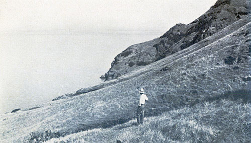 THE WILD OATS SLOPE OF CLEMENTE