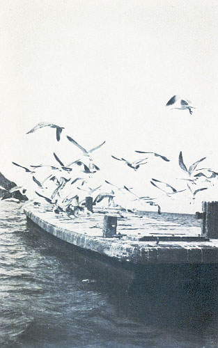 THE OLD AVALON BARGE WHERE THE GULLS FISH AND SCREAM