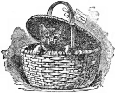 A kitten in a basket