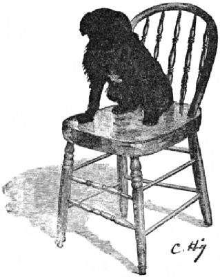 Tippy sitting on a chair