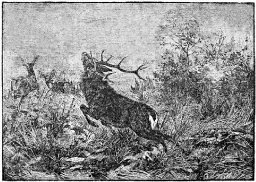 Deer bound across the landscape