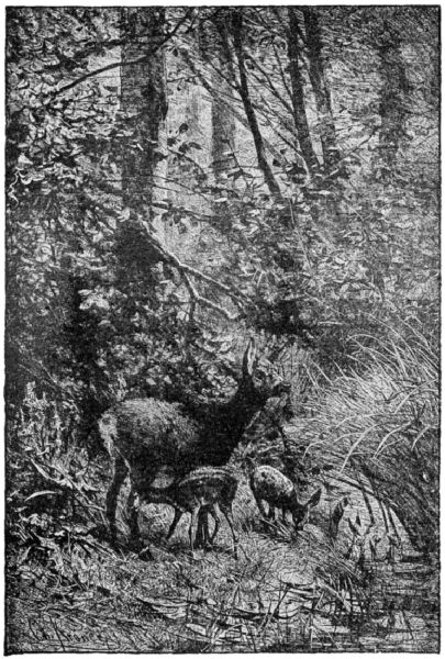 A deer and two fawns in woodland