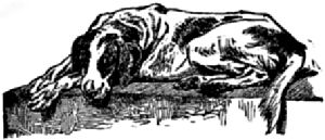 A dog lying down