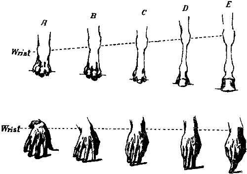 THE EVOLUTION OF THE HORSE'S FOOT