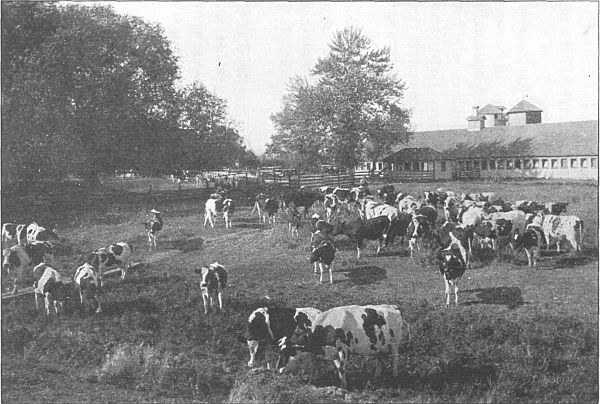 A dairy farm in Washington, where once the forest stood.