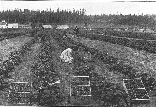 Great changes had taken place along the old trail through Washington and Oregon; here are strawberries growing where the forest stood in 1852.
