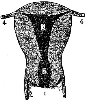 The Cavaties in a Uterus