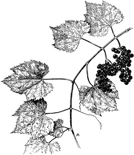 Fig. 5. A shoot of Vitis vulpina.
