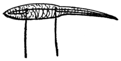 Fig. 30.