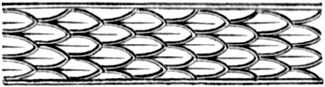 A scale pattern, similar to snake skin