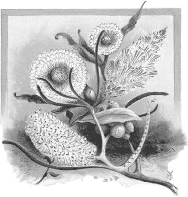 Banksias, &c., New South Wales