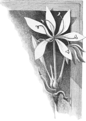 Crinum asiaticum