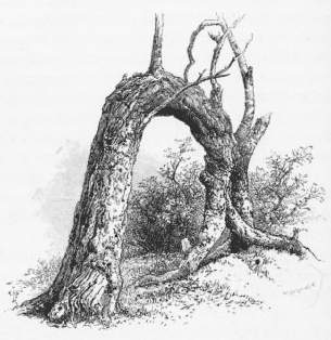 Proclamation-Tree, Glenelg