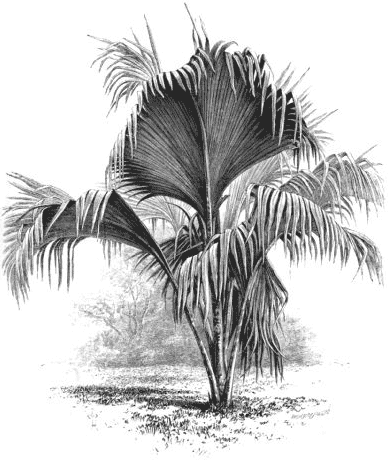 Seychelles Palm