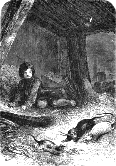 A rat-catcher enticing rats in to a tray which is strapped around