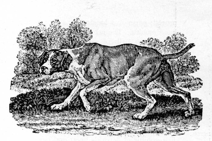 Figure 8.—"The Spanish Pointer", illustration
(actual size) by Thomas Bewick, from A general
history of quadrupeds, 1790, in the collections of the
Library of Congress.