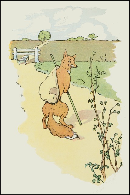 the fox strolls away