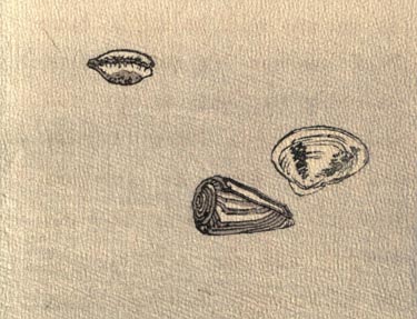 Image of seashells