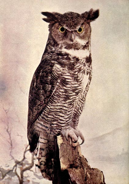 great horned owl