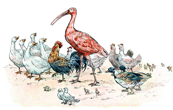 l'ibis et la basse-cour
