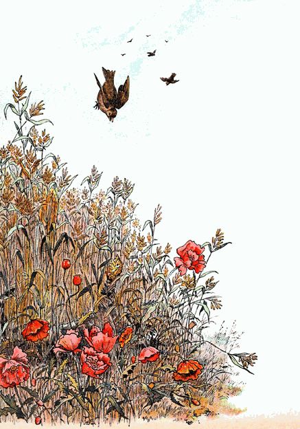 les moineaux venaient picorer les �pis