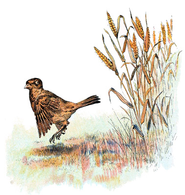 il prit d�sormais chaque �pi pour une patte de chat