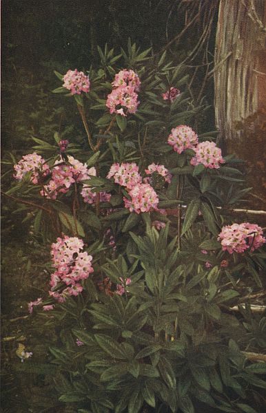 THE RHODODENDRON, WASHINGTON'S STATE FLOWER