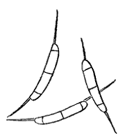 Fig. 51.