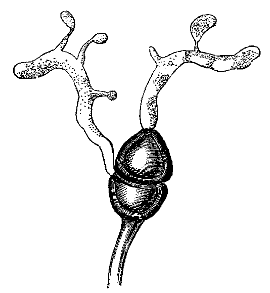Fig. 85.