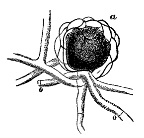 Fig. 100a.