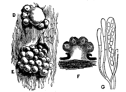 Fig. 106.