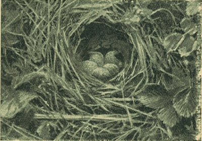 Az erdei pacsirta f&eacute;szke