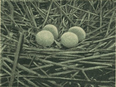 A v&ouml;r&ouml;sg&eacute;m f&eacute;szke &eacute;s toj&aacute;sai