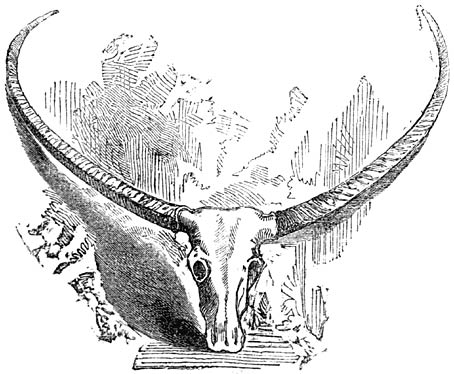 Horns of the Buffalo.