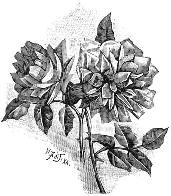 Fig. 86. Noisetroos &ldquo;Mme Pierre Cochet&rdquo;.