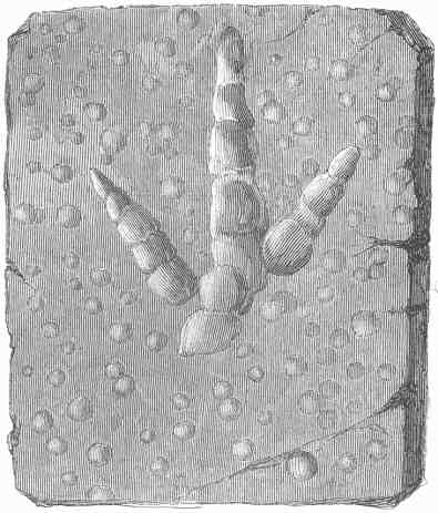 Foot-print of a bird, and impression of rain-drops sand-stone