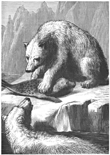 Two polar bears with a seal they have caught