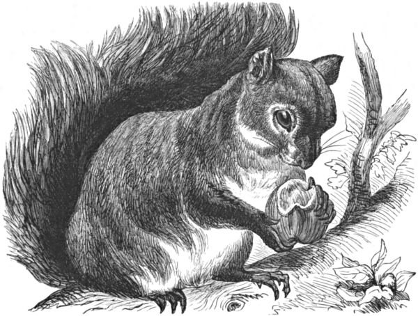 A squirrel holding a partially eaten nut