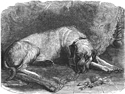 An English mastiff lying down, head on his paws