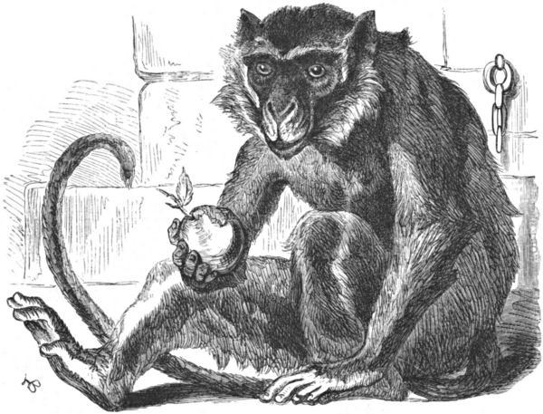 A monkey holding some partially eaten fruit