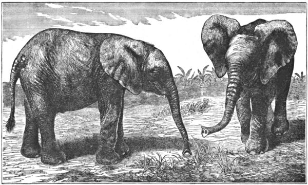 A pair of adult elephants