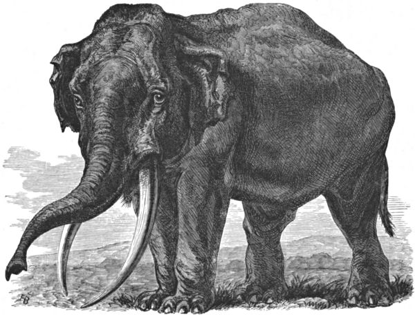 An adult elephant with long tusks