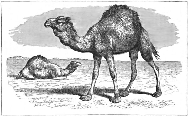 Two dromedary, or Arabian, camels, one standing, the other lying down