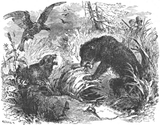 The lynx, bear and eagle go after the hunters' buffalo carcass