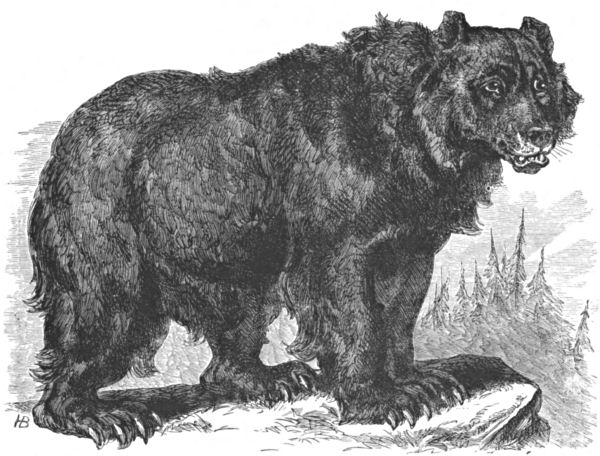 The bear standing on a rock outcrop