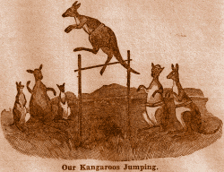 Our Kangaroos Jumping.