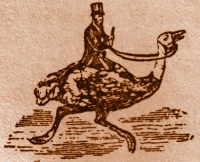 Riding an Ostrich.