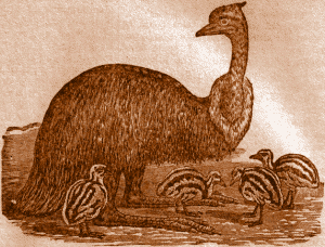Emu and Chicks.