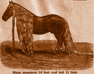 Mane measures 14 feet and tail 11 feet.