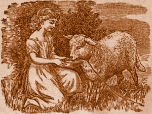 Girl feeding Pet Lamb.